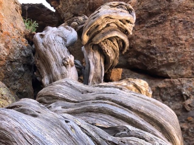 Tenerife is home to the most ancient tree in Europe