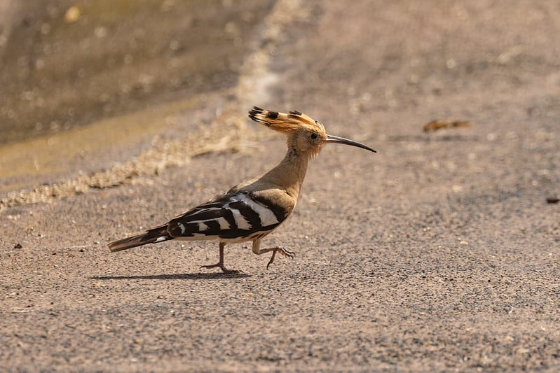 Hoopoe on course Tenerife Womens Open 2025 Abama Resort