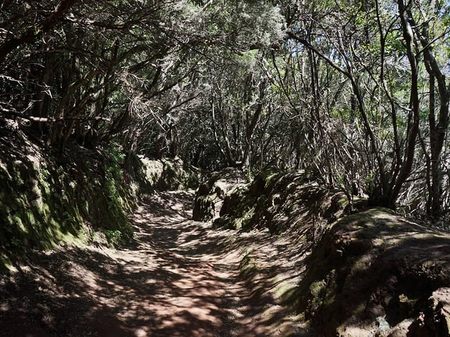 El Parque rural de Anaga Tenerife es un increíble plan entre bosques