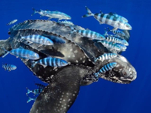 Ocean wonders near Abama Resort’s luxury residences in Tenerife