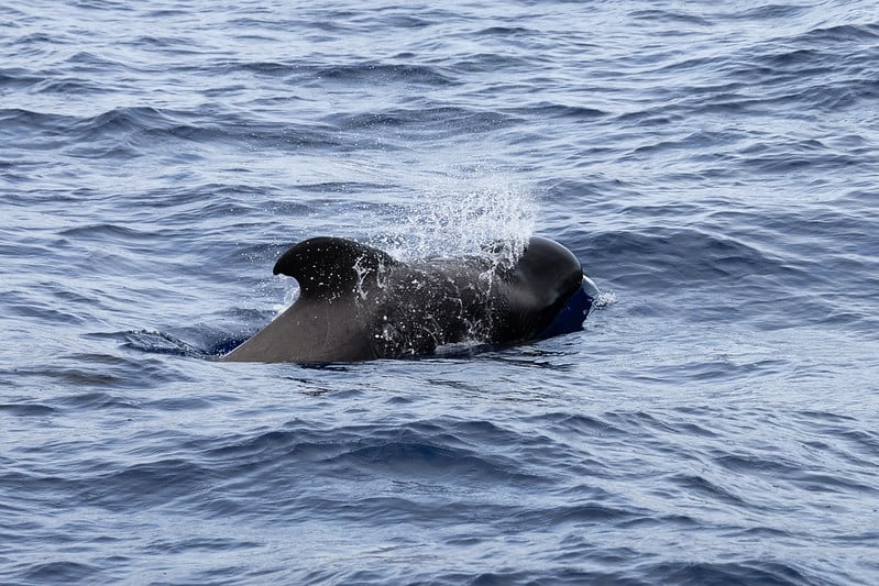 Whalewatching Tenerife Womens Open 2025 Abama Resort