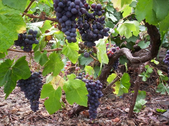 Wine recommendations from El Gusto por El Vino
