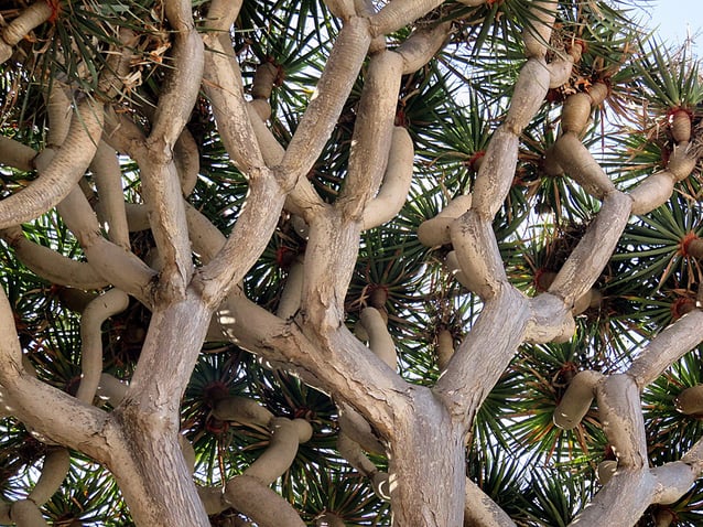 ¿Sabías que el drago milenario está en la lista de plantas medicinales?