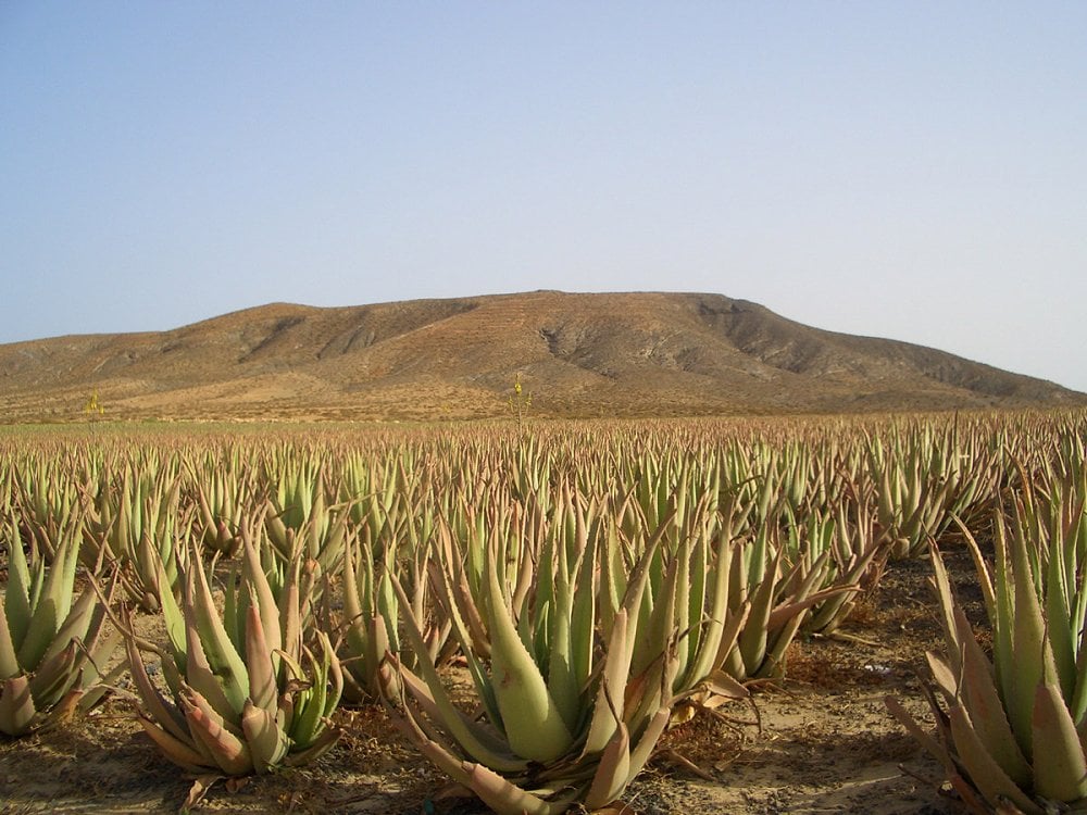 aloe vera and other medicinal Canary Island plants