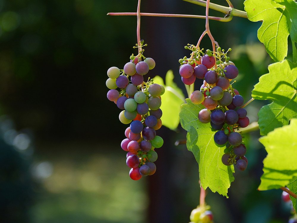 Los vinos canarios recogen lo mejor de la tierra y el microclima de la zona