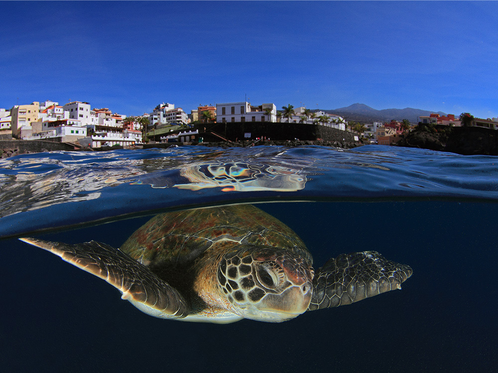 Fauna marina Tenerife, Franja Teno Rasca. Foto: Montse Grillo 