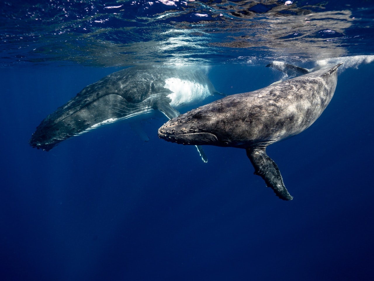 Marine conservation on Tenerife