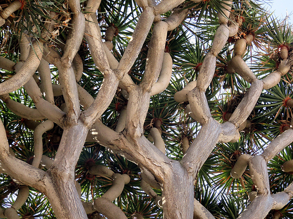 Medicinal plants in the Canary Islands