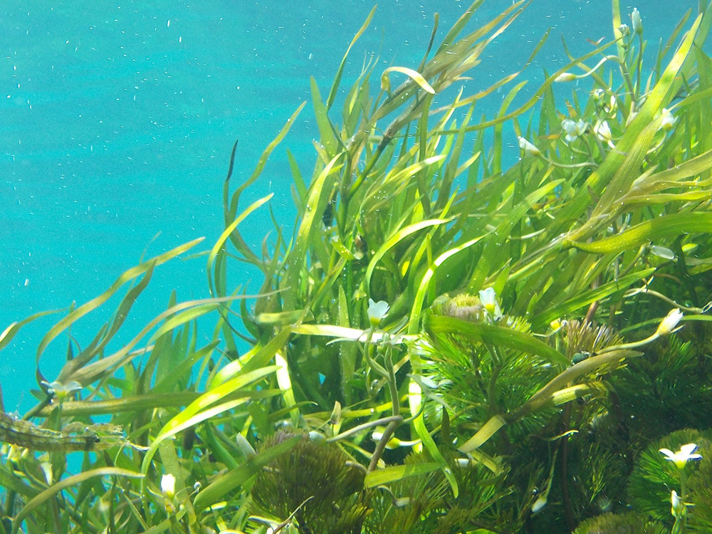 Descubre todas las posibilidades de las terapias naturales cerca de Abama