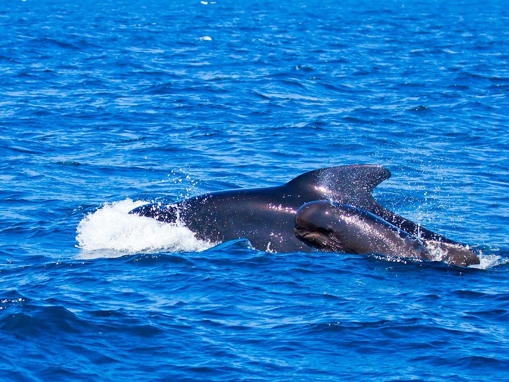 Prepárate para ver las ballenas Tenerife en el Atlát