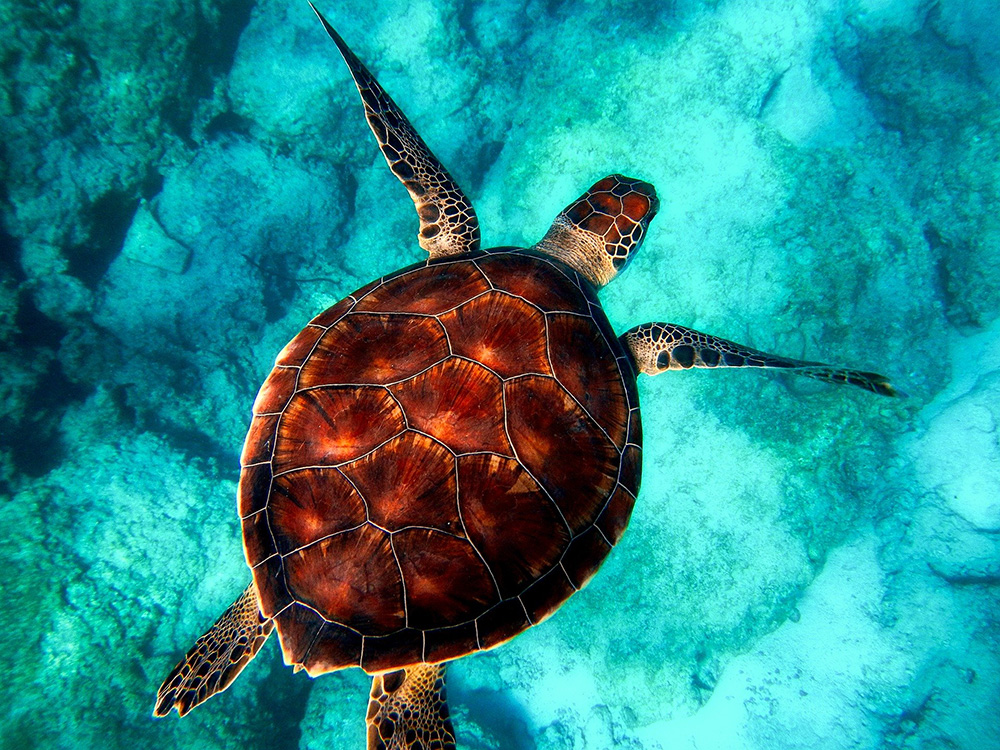 Buceo Tenerife: nadar junto a las tortugas, un momento excepcional. 