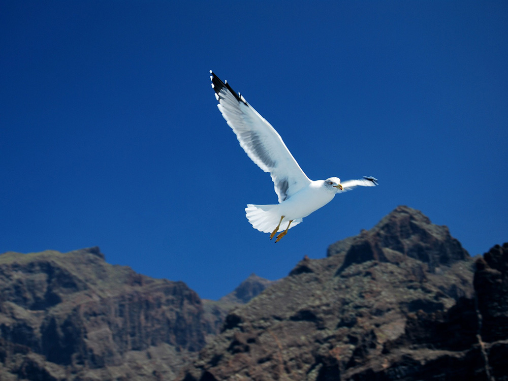 La flora y fauna de Canarias nos sorprende por su adaptación de miles de años en un territorio volcánico. 